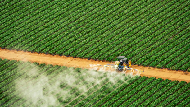 Best Mosquito Control Services  in Rosanky, TX