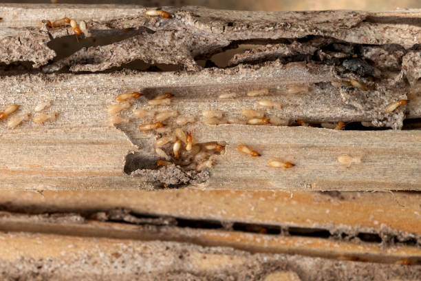 Best Exterminator Services  in Rosanky, TX