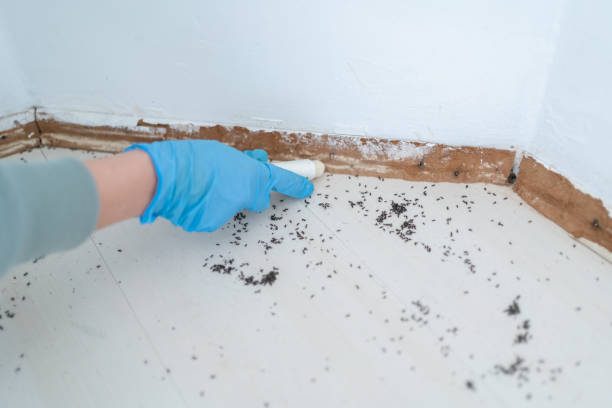 Flea Control Services in Rosanky, TX